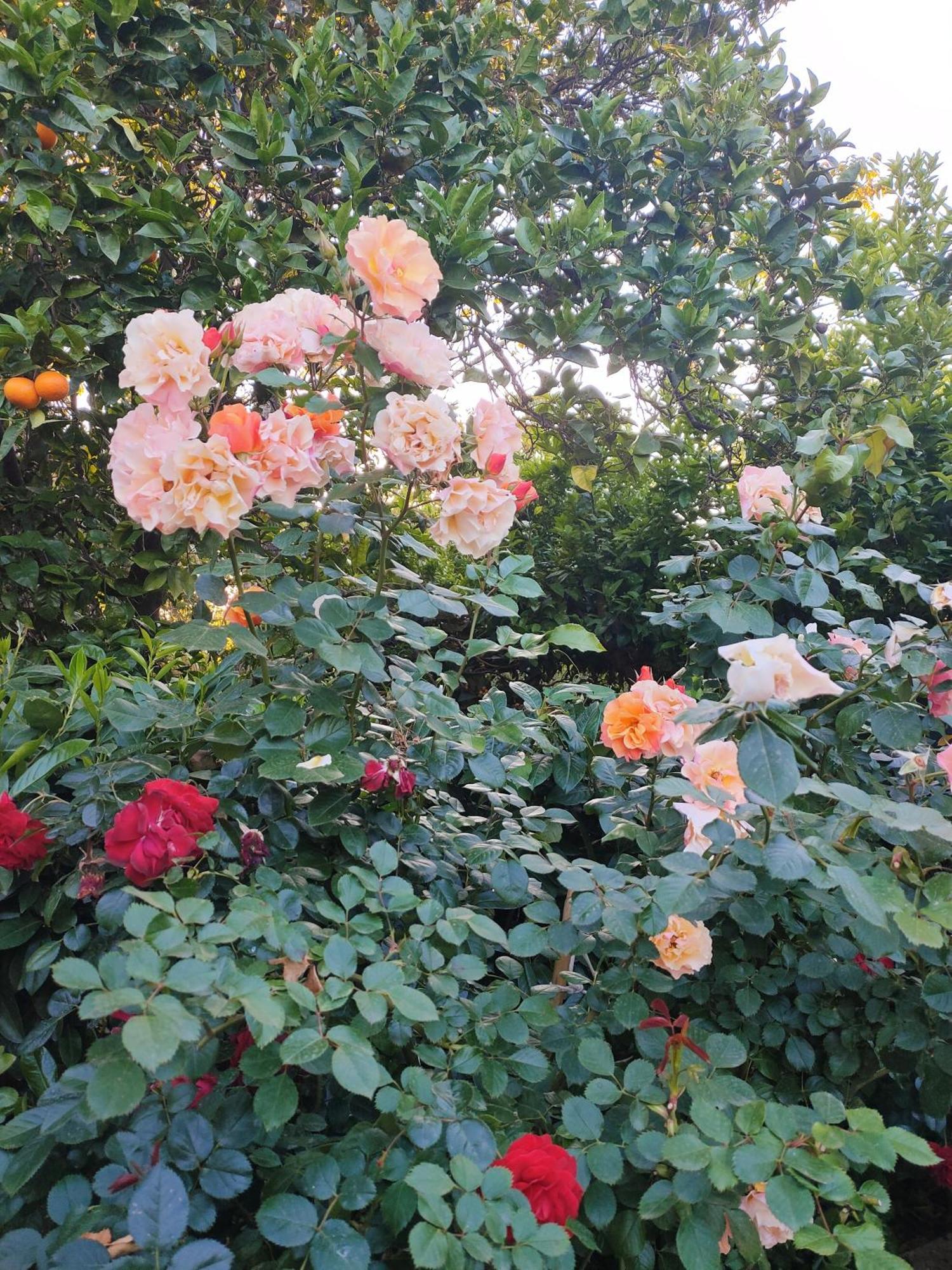 דירות פסטום Il Giardino Di Athena 1 מראה חיצוני תמונה
