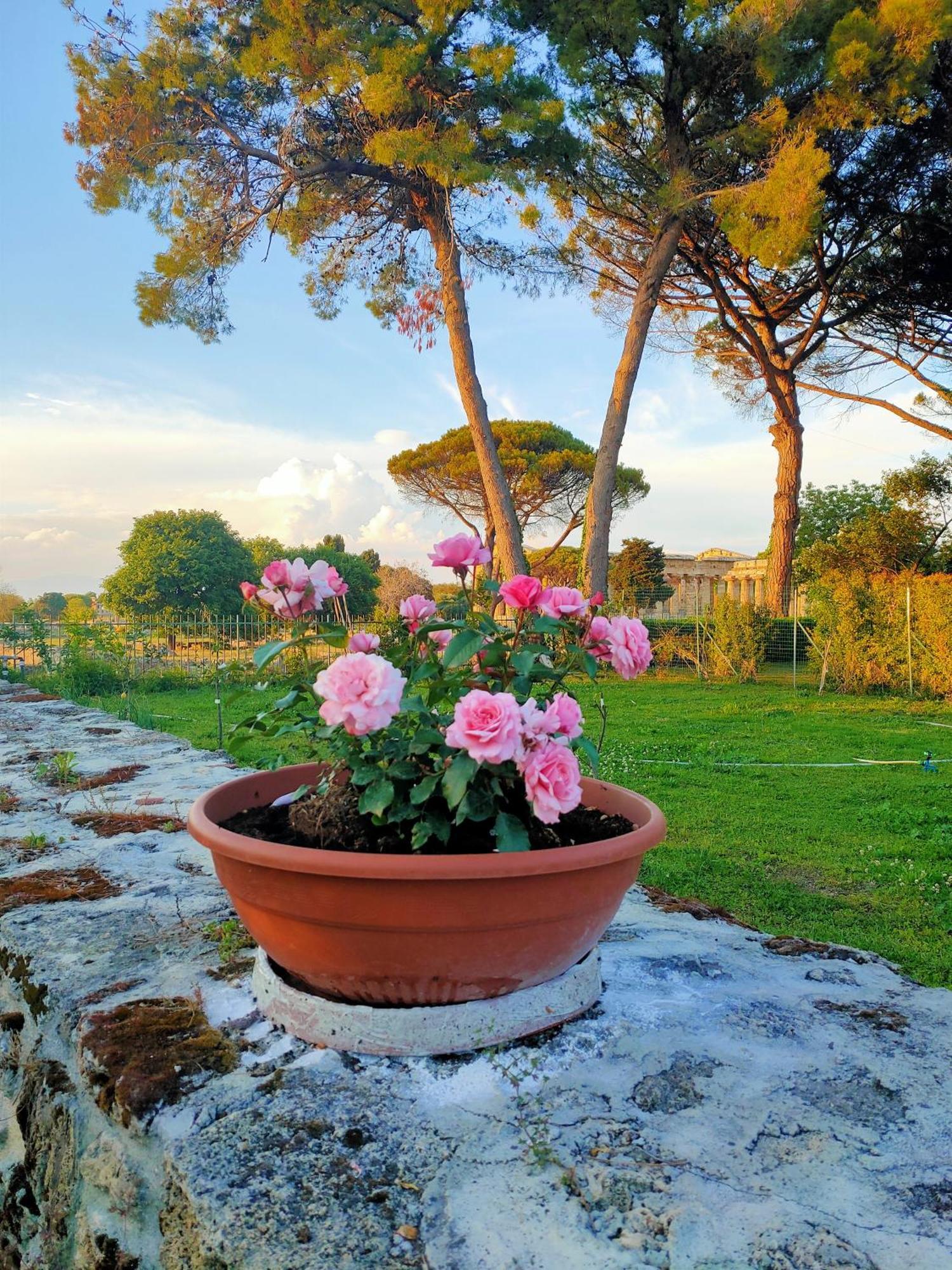 דירות פסטום Il Giardino Di Athena 1 מראה חיצוני תמונה